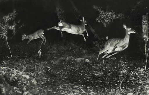 Photo taken by George Shiras III shows three deer jumping by trees at night.